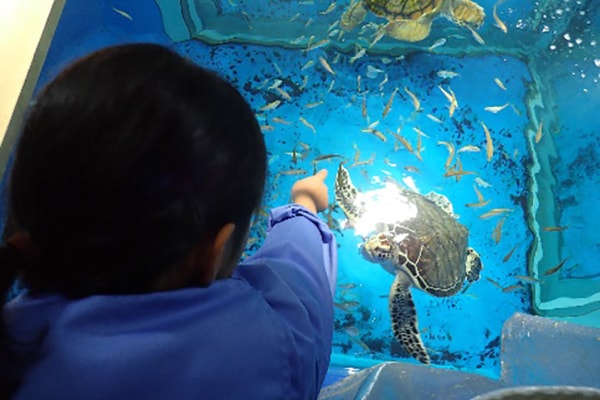 加茂水産高校の取り組み 水族館学概論の写真1